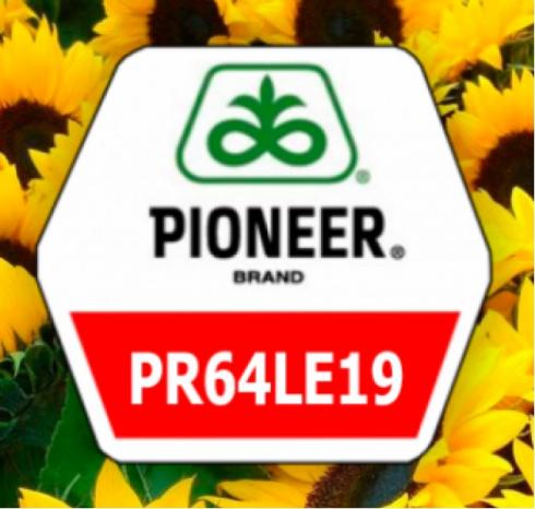 Соняшник PIONEER P64LE19