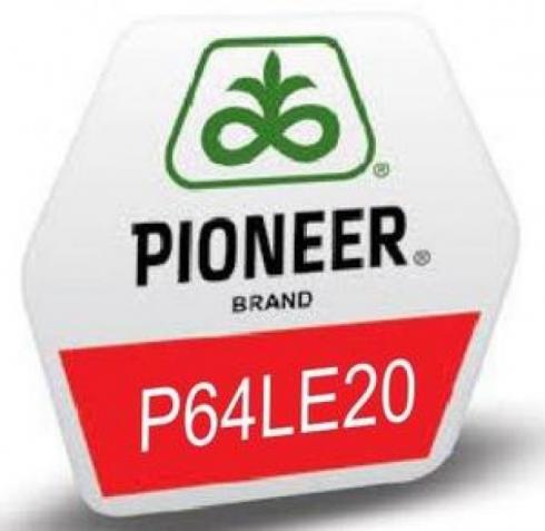 Соняшник PIONEER P64LE20